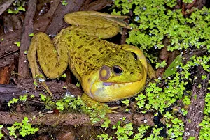 Thornton Prints: Green Frog (Lithobates clamitans)
