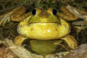 Thornton Prints: Green Frog (Lithobates clamitans)