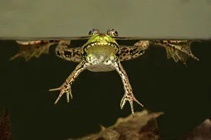 Underwater Prints: Green Frog (Lithobates clamitans) over-under