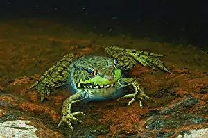 Edge Prints: green frog (Rana clamitans) at edge of pond Killarney Provincial Park, Ontario, Canada