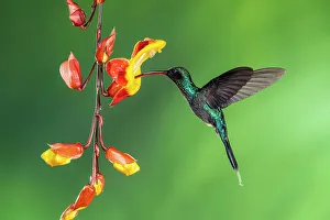 Sexual Dimorphism Prints: Green hermit (Phaethornis guy)