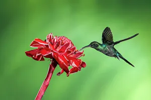 Sexual Dimorphism Prints: Green hermit (Phaethornis guy)