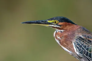 Heron Prints: Green Heron (Butorides virescens), Grand Cayman, Cayman Islands, British West Indies