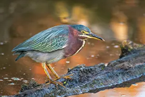 Wading Prints: Green Heron (Butorides virescens), Burlington, Ontario, Canada