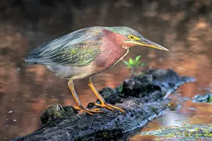 Burlington Prints: Green Heron (Butorides virescens) at Grindstone Creek in Burlington, Ontario, Canada