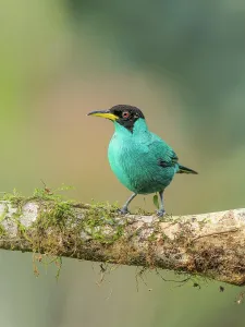Rainforests Prints: Green Honeycreeper (Chlorophanes spiza), Boca Tapada, Alajuela Province, Costa Rica
