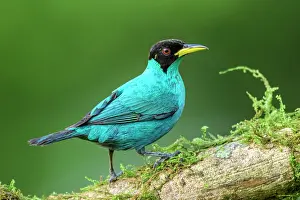 Avian Prints: Green honeycreeper (Chlorophanes spiza)