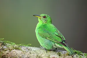 Females Prints: Green honeycreeper (Chlorophanes spiza)