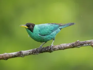 Rainforests Prints: Green Honeycreeper (Chlorophanes spiza) male, Boca Tapada, Alajuela Province, Costa Rica