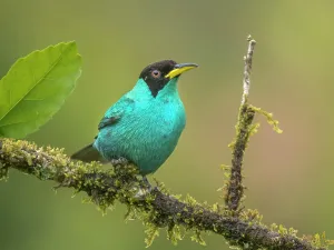 Songbird Prints: Green Honeycreeper (Chlorophanes spiza) male, Boca Tapada, Alajuela Province, Costa Rica