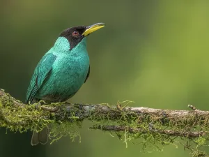 Rainforests Prints: Green Honeycreeper (Chlorophanes spiza) male, Boca Tapada, Alajuela Province, Costa Rica