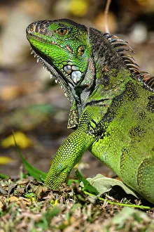 Poikilotherm Prints: Green Iguana (Iguana iguana), Bougainvillea Hotel, Heredia, Santo Domingo, Costa Rica