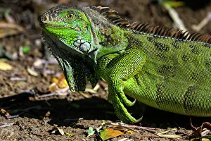 Poikilotherm Prints: Green Iguana (Iguana iguana), Bougainvillea Hotel, Heredia, Santo Domingo, Costa Rica