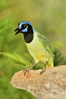 Seasonal Resident Prints: Green Jay (Cyanocorax yncas), Rio Grande City, Texas, USA