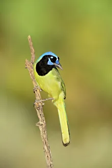 Scrubland Prints: Green Jay (Cyanocorax yncas), Rio Grande City, Texas, USA