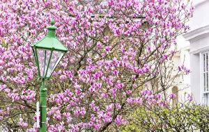 Kensington Prints: Green lamppost and magnolia tree, Kensington, London, England