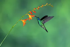 Sexual Dimorphism Prints: Green/Lesser Violetears (Colibri thalassinus), Paraiso Quetzal, San Jose, Costa Rica