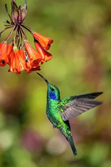 Sexual Dimorphism Prints: Green/Lesser Violetears (Colibri thalassinus), Paraiso Quetzal, San Jose, Costa Rica