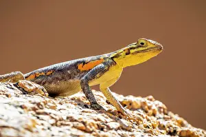 Reptile Prints: Green lizard, Spitzkoppe, Namibia, Africa