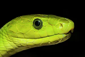 Snake Prints: Green Mamba (Dendroaspis angusticeps) - captive, Ontario, Canada