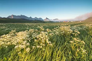 Fredvang Prints: Green meadows of flowers framed by the midnight sun Fredvang Moskenesoya Nordland