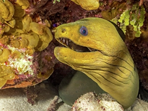 Green Moray Eel (Gymnothorax funebris), Grand Cayman, Cayman Islands, British West Indies