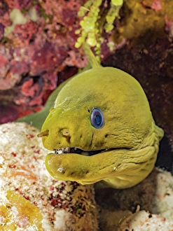 Eels Prints: Green Moray Eel (Gymnothorax funebris), Grand Cayman, Cayman Islands, British West Indies
