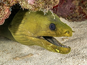 Moray Eels Prints: Green Moray Eel (Gymnothorax funebris), Grand Cayman, Cayman Islands, British West Indies