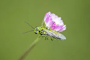Green sawfly (Rhogogaster viridis) on daisy, Hardington Moor NNR, Somerset, England, UK