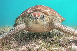 Green Turtles Prints: Green Sea Turtle (Chelonia mydas), Grand Cayman, Cayman Islands, British West Indies