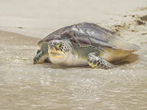 Endangered Prints: Green Sea Turtle (Chelonia mydas)