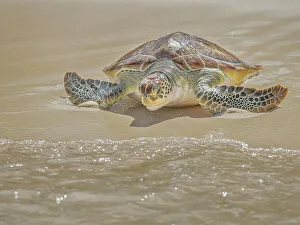 Endangered Prints: Green Sea Turtle (Chelonia mydas)