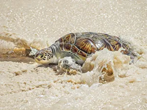Endangered Prints: Green Sea Turtle (Chelonia mydas)