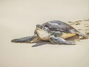 Daytime Prints: Green Sea Turtle (Chelonia mydas)