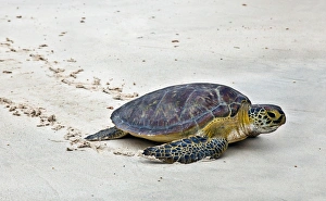 Coast Province Prints: A Green Sea Turtle crossing Watamu Beach