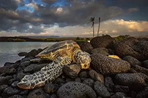 Resting Prints: Green sea turtle sleeping on lava rocks in Kiolo Bay at sunset, Hawaii, USA