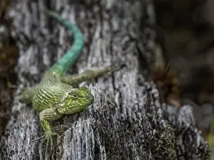 Lizards Prints: Green Spiny Lizard (Sceloporus malachiticus)Cartago Province, Copey District, Costa Rica