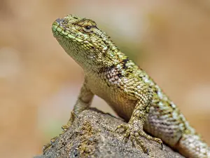 Lizards Prints: Green Spiny Lizard (Sceloporus malachiticus)Cartago Province, Copey District, Costa Rica