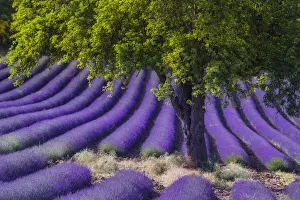 Violet Prints: Green tree in blooming field of Lavender (Lavandula angustifolia) around Sault and Aurel