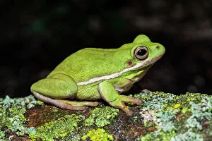 Captive Bred Prints: Green Tree Frog (Hyla cinerea) - captive bred