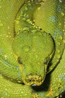 Constrictor Prints: Green Tree Python (Morelia viridis) - captive, Ontario, Canada