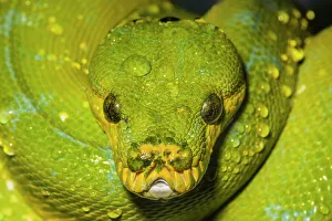 Constrictor Prints: Green Tree Python (Morelia viridis) - captive, Ontario, Canada