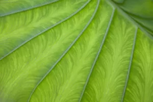 Images Dated 23rd December 2009: Green tropical leaf