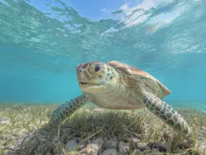 Green Turtles Prints: Green Turtle (Chelonia mydas), Grand Cayman, Cayman Islands, British West Indies