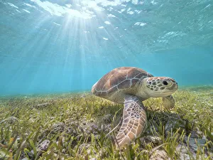 Green Turtles Prints: Green Turtle (Chelonia mydas), Grand Cayman, Cayman Islands, British West Indies