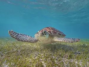 Green Turtles Prints: Green Turtle (Chelonia mydas), Grand Cayman, Cayman Islands, British West Indies