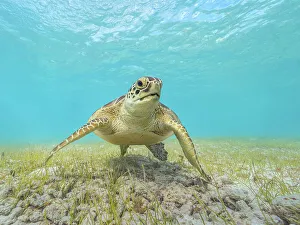 Cayman Prints: Green Turtle (Chelonia mydas), Grand Cayman, Cayman Islands, British West Indies
