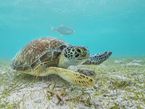 Ocean Life Prints: Green Turtle (Chelonia mydas), Grand Cayman, Cayman Islands, British West Indies