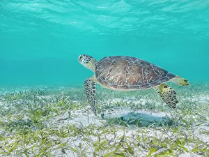 Cayman Prints: Green Turtle (Chelonia mydas), Grand Cayman, Cayman Islands, British West Indies