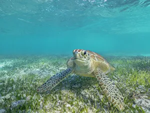 Green Turtle (Chelonia mydas), Grand Cayman, Cayman Islands, British West Indies